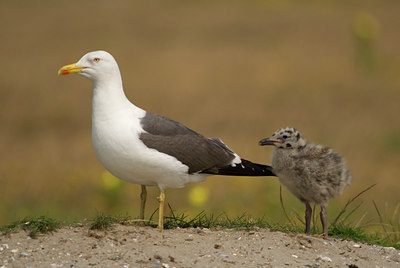 BUITEN BEELD Foto: 46474