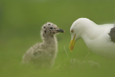 BUITEN BEELD Foto: 46476