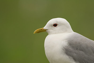 BUITEN BEELD Foto: 46485