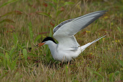 BUITEN BEELD Foto: 46486