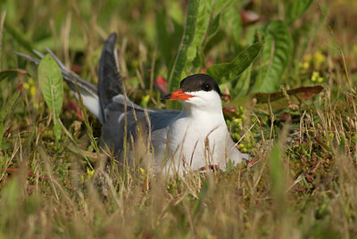 BUITEN BEELD Foto: 46487