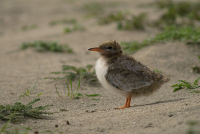 BUITEN BEELD Foto: 46488