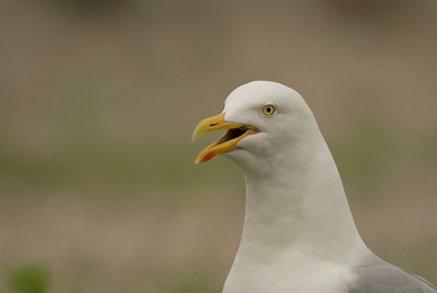 BUITEN BEELD Foto: 46491