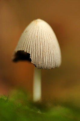 BUITEN BEELD Foto: 46496