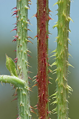 BUITEN BEELD Foto: 46500