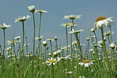 BUITEN BEELD Foto: 46509