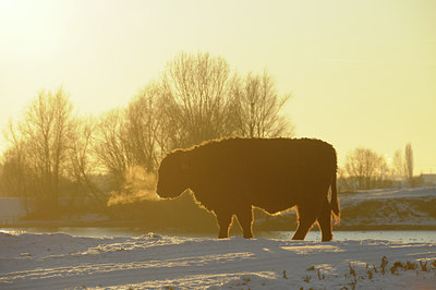 BUITEN BEELD Foto: 46545