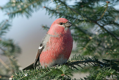 BUITEN BEELD Foto: 46556