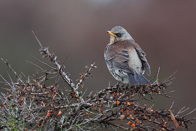 BUITEN BEELD Foto: 46568