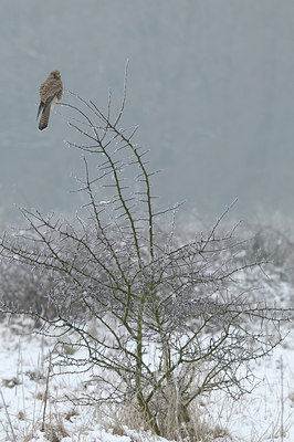BUITEN BEELD Foto: 46586