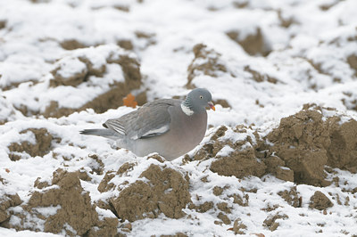 BUITEN BEELD Foto: 46593