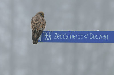 BUITEN BEELD Foto: 46594