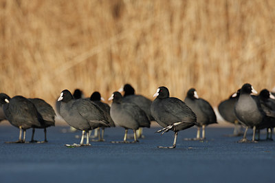 BUITEN BEELD Foto: 46596