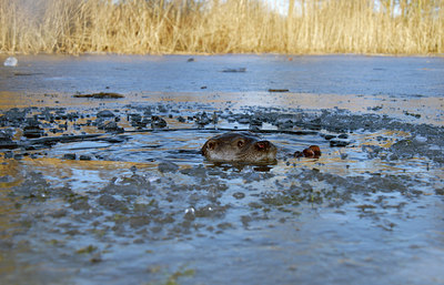 BUITEN BEELD Foto: 46610