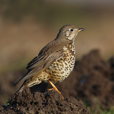 BUITEN BEELD Foto: 46626