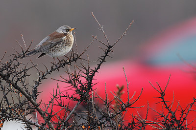 BUITEN BEELD Foto: 46628