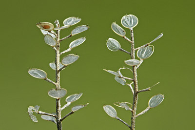 BUITEN BEELD Foto: 46630