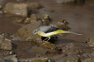 BUITEN BEELD Foto: 46638