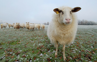 BUITEN BEELD Foto: 46660