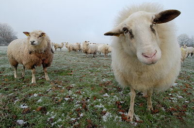 BUITEN BEELD Foto: 46661