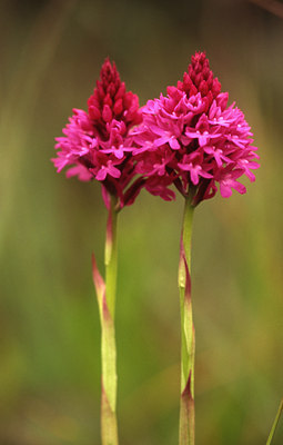 BUITEN BEELD Foto: 46668