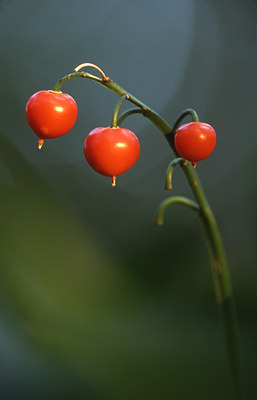 BUITEN BEELD Foto: 46669