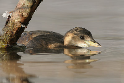 BUITEN BEELD Foto: 46677