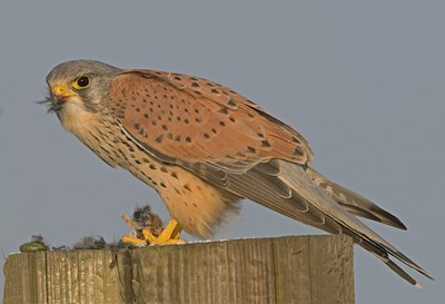 BUITEN BEELD Foto: 46685