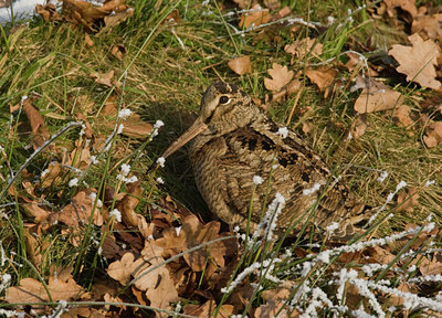 BUITEN BEELD Foto: 46706