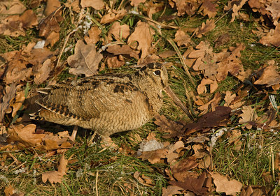BUITEN BEELD Foto: 46708