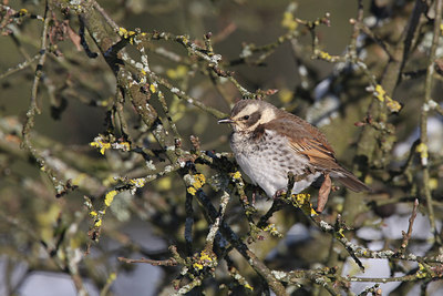 BUITEN BEELD Foto: 46711
