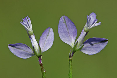 BUITEN BEELD Foto: 46745