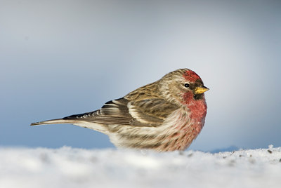 BUITEN BEELD Foto: 46753