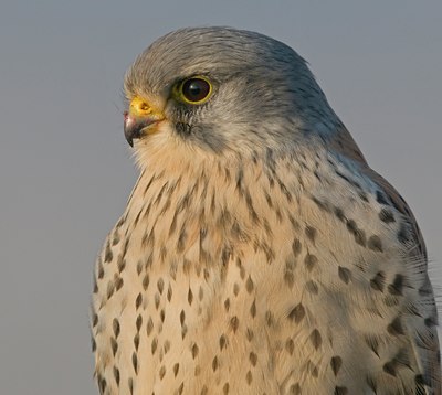 BUITEN BEELD Foto: 46768