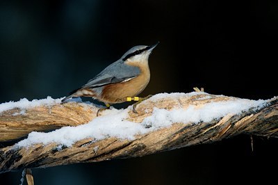 BUITEN BEELD Foto: 46800