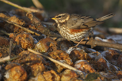 BUITEN BEELD Foto: 46811