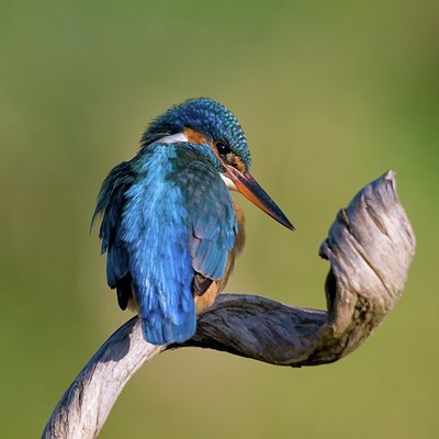 BUITEN BEELD Foto: 46818