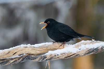 BUITEN BEELD Foto: 46829