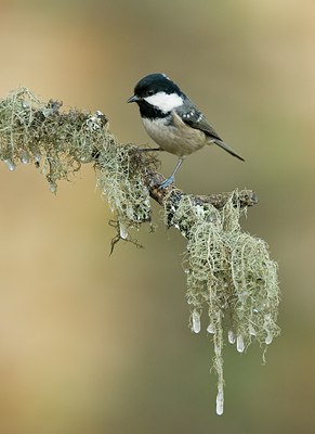 BUITEN BEELD Foto: 46836