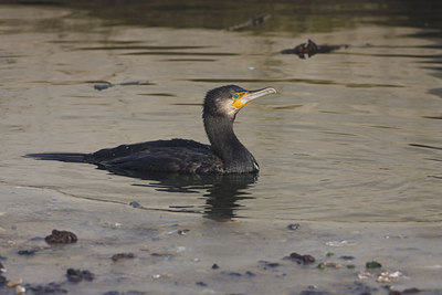 BUITEN BEELD Foto: 46853