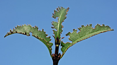 BUITEN BEELD Foto: 46857