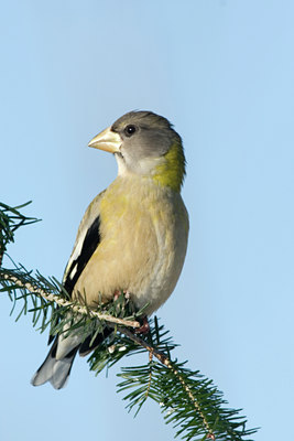 BUITEN BEELD Foto: 46862