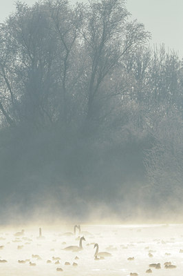 BUITEN BEELD Foto: 46867