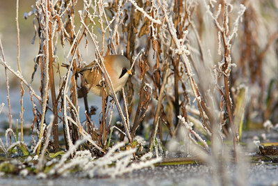 BUITEN BEELD Foto: 46876