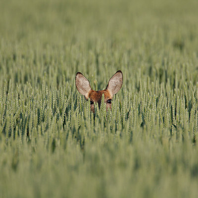 BUITEN BEELD Foto: 46899