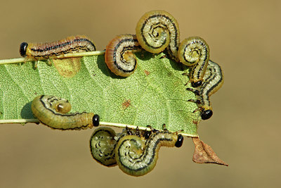 BUITEN BEELD Foto: 46931