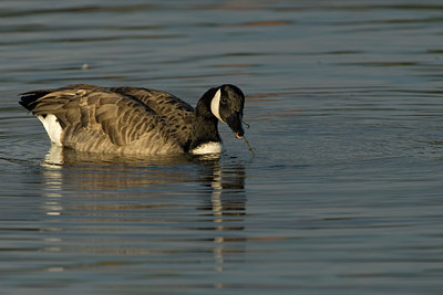 BUITEN BEELD Foto: 46955