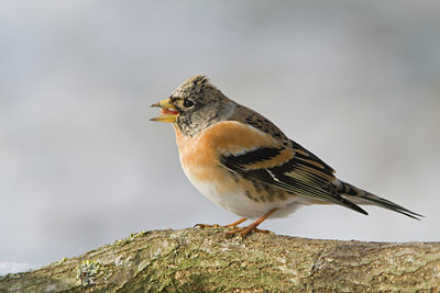 BUITEN BEELD Foto: 46966