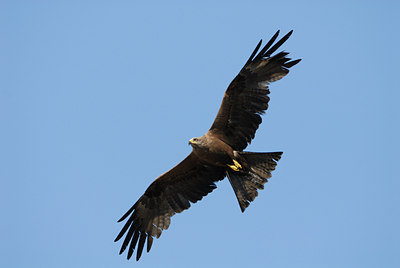 BUITEN BEELD Foto: 46971