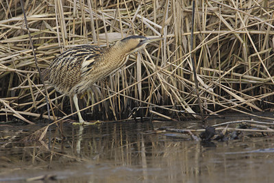 BUITEN BEELD Foto: 46995